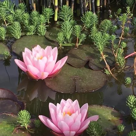 Διαμέρισμα 16 Trulli E Giardini Αλμπερομπέλο